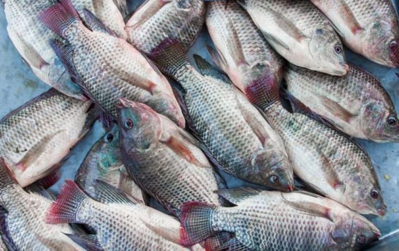 5 Tips Budidaya Ikan Mujair Yang Baik